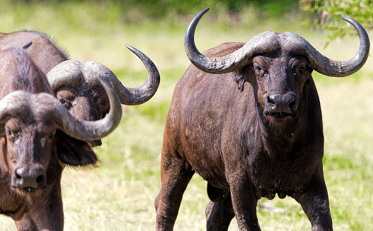 African Buffalos Attacking at lake Manyara in Tanzania