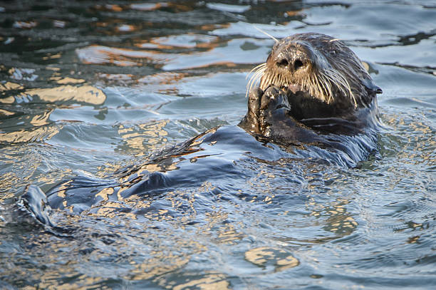 Sea Otter stock photo