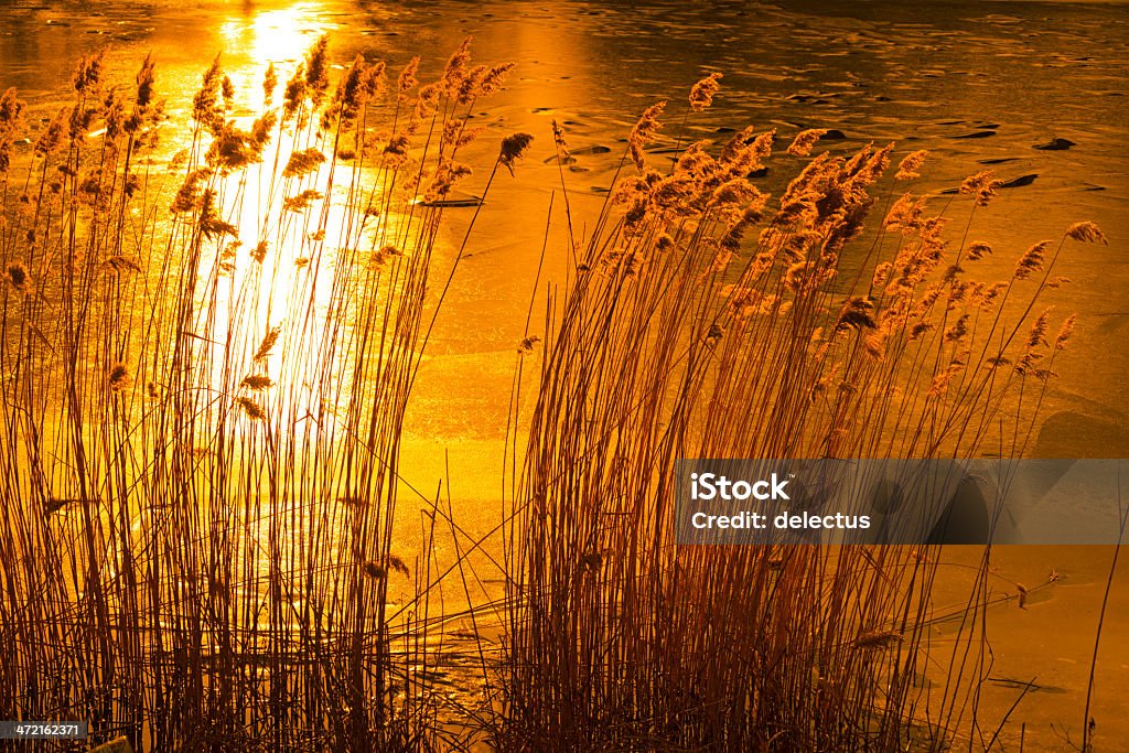Reeds im Sonnenuntergang - Lizenzfrei Baum Stock-Foto