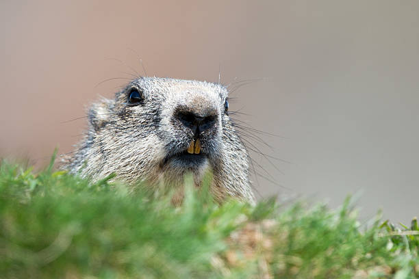 Prairie dog in Pyrenees - Catalonia