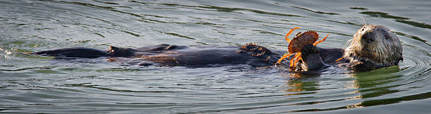 Sea Otter eating Crab stock photo