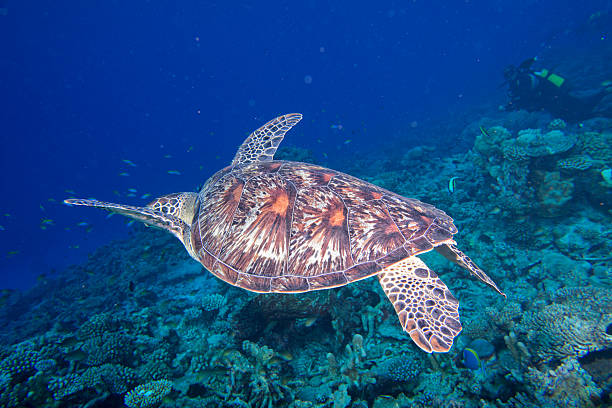 istock turtle coming to you underwater 472162826