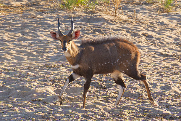 Mal Bushbuck (Tragelaphus Scriptus), South Africa A male Bushbuck walks across a sandy riverbed in South Africa's Kruger Park. (Tragelaphus Scriptus) bushbuck photos stock pictures, royalty-free photos & images