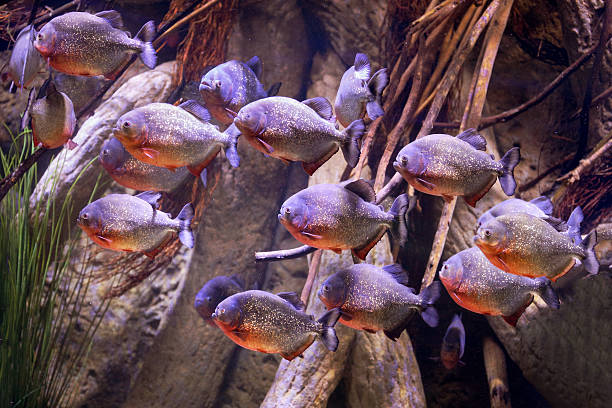 grupo de púrpura piranhas la vida marina en el acuario - piraña fotografías e imágenes de stock