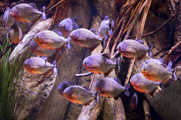 groupe de violet piranhas au sea life aquarium - piranha photos et images de collection