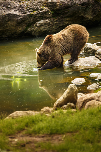 Brown bear considering taking a bath, looking at his reflection in the water