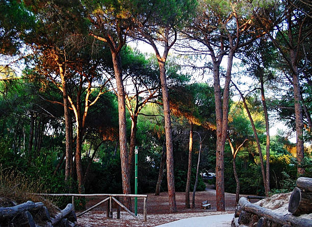 istock Pine park Maria Pia 472163953