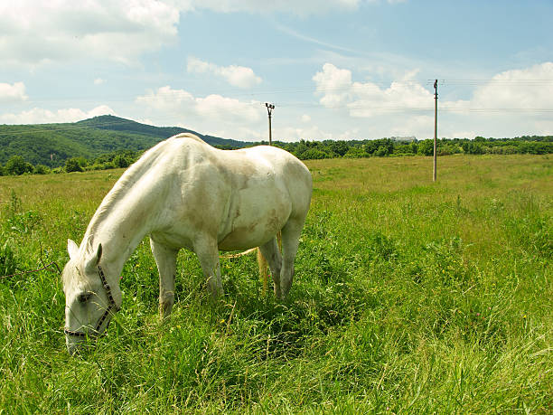Horse is eating the grass