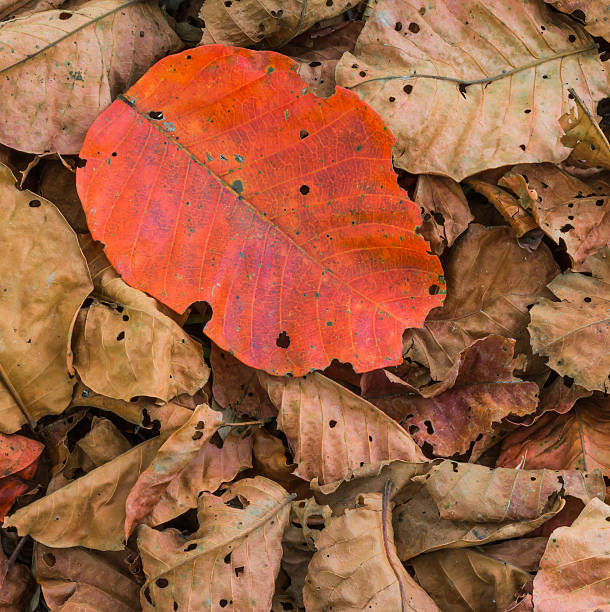 istock dry orange and brown santol leaf background 472164863