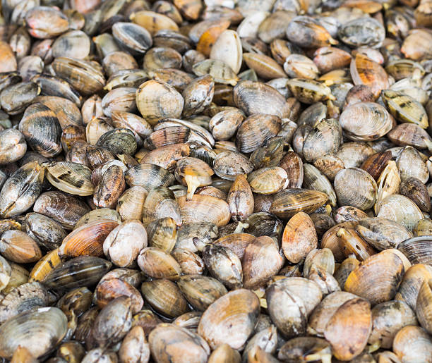 istock pile of sea mussle 472164907