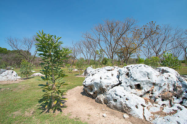 istock Natural landscape of dry cracked mud and survived tree 472165123