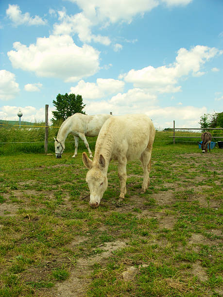istock Horses in Slovakia 472165167