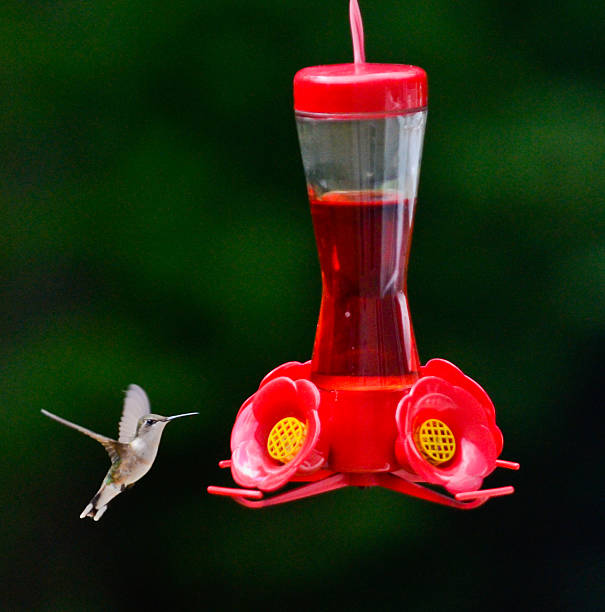 istock High Speed capture of Humming Bird 472165191