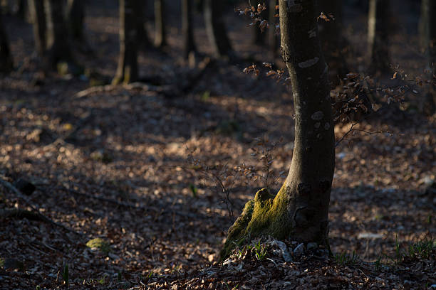 Tronco d'albero illuminato dalla luce del tramonto - foto stock