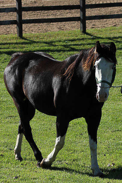 istock Black horse walking through green pasture 472166143