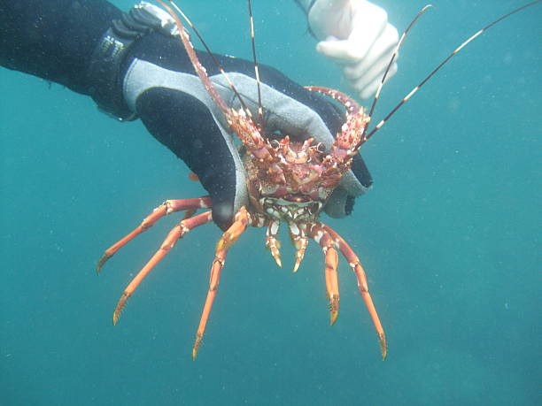 Crayfish/Lobster freshly caught stock photo