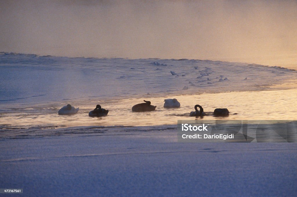 Swans - Foto stock royalty-free di Ambientazione esterna