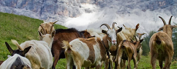 istock Group of goats with horns in the mountains 472168143