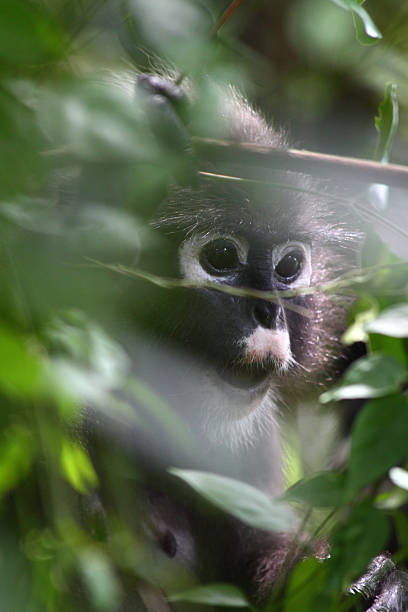 dusky langur - ang thong islands zdjęcia i obrazy z banku zdjęć