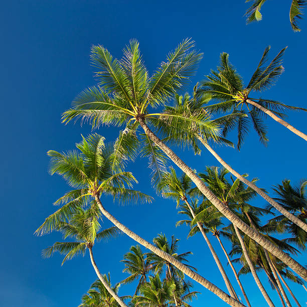 istock Top of palm tree on blue sky background 472168495