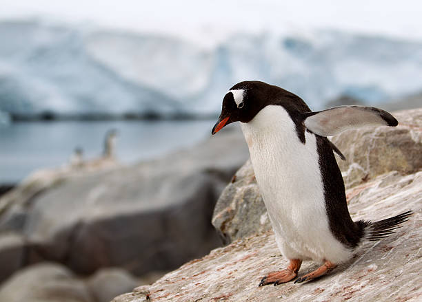 istock Gentoo Penguin standing on rock formation in Antarctica 472170909
