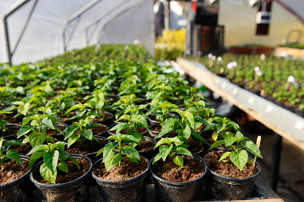 istock Hot Pepper Saplings in a Greenhouse 472171068