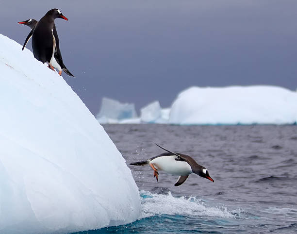 istock Gentoo Penguins Jumping off an Iceberg in Antarctic Waters 472171083