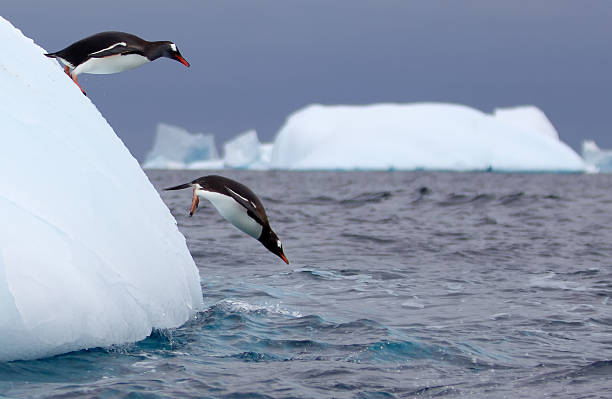 istock Gentoo Penguins Jumping off an Iceberg in Antarctic Waters 472171085