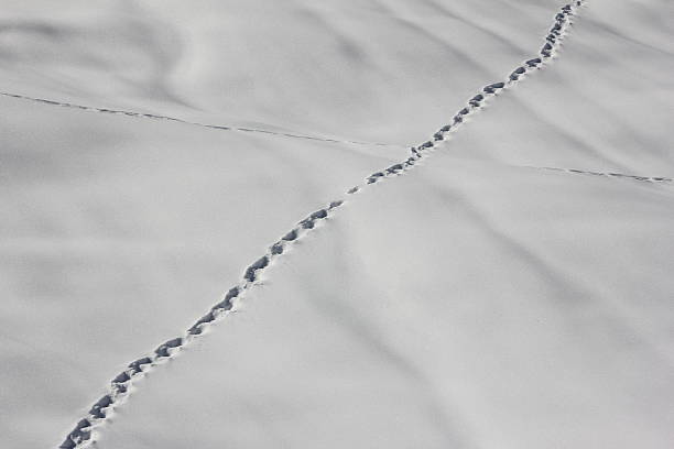 istock To leave one's marks, Track in Snow, Footprints, Winter Scenery 472171223