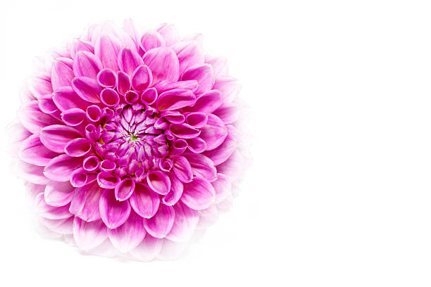 istock Blooming Dahlia flower on white background 472171313