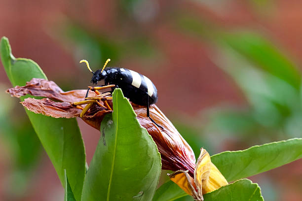 beetle stock photo