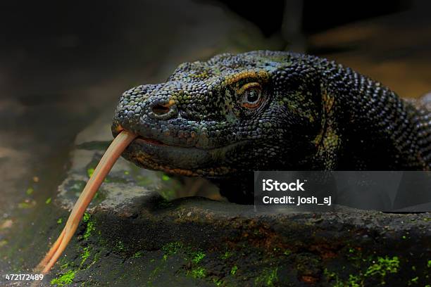 Foto de O Dragãodekomodo e mais fotos de stock de Dinossauro - Dinossauro, Dragão, Extinto