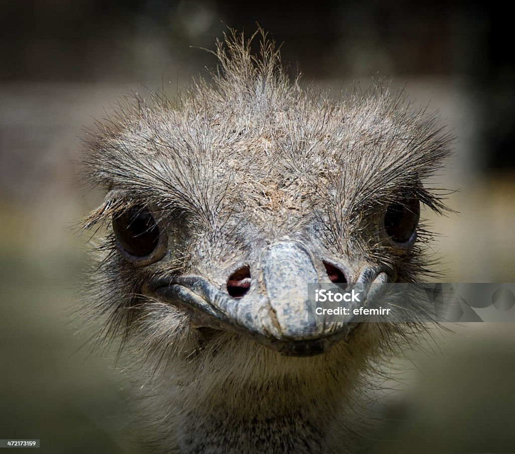 ostrich . Africa Stock Photo