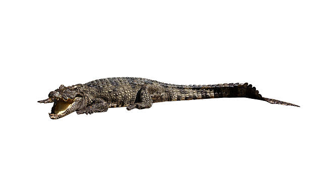 istock Dangerous crocodile open mouth isolated with clipping path 472173505