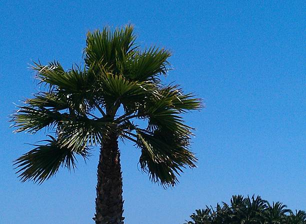 istock Palm tree Isolated in Canary Island 472173635