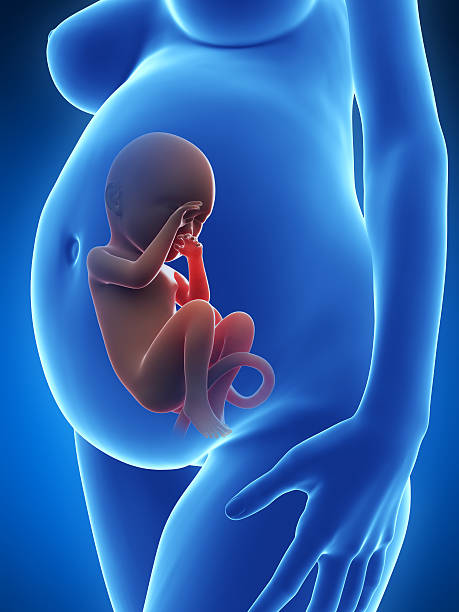 pregnant woman 3d rendered illustration of a pregnant woman human embryo photos stock pictures, royalty-free photos & images