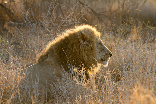 A Male lion lying in long grass and thick bushes, facing sideways, at sunrise