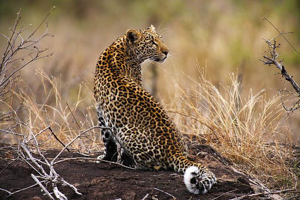 Young african leopard sitting on top of rock, looking back