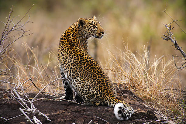 Young african leopard sitting on top of rock, looking back stock photo