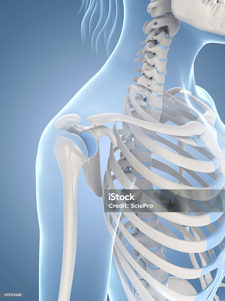 female skeleton - shoulder medical illustration of the female skeleton Anatomy Stock Photo
