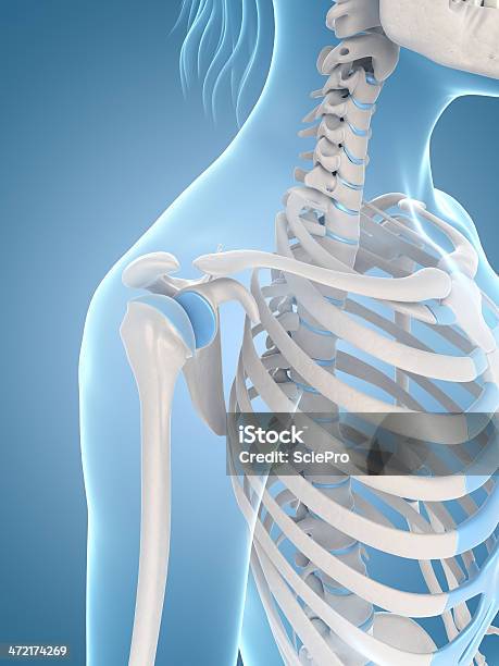 Female Skeleton Shoulder Stock Photo - Download Image Now - Anatomy, Biology, Biomedical Illustration