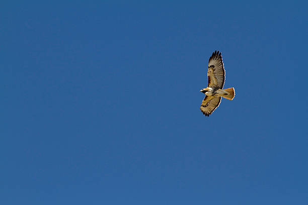 Red Tailed Hawk stock photo