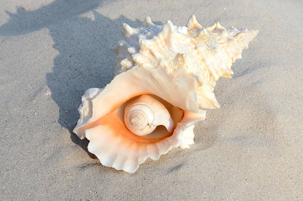 Conch Ahell 360+ Conch Blowing Stock Photos, Pictures & Royalty-Free Images - iStock