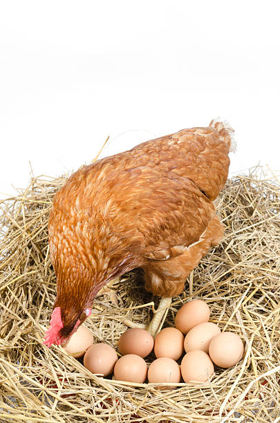 istock Chicken in nest with eggs isolated on white 472174523
