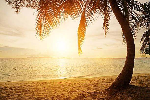 istock landscape of beach with palm 472175171