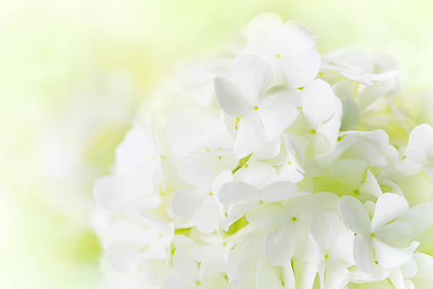 White Hydrangea stock photo