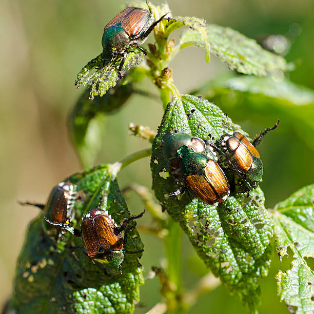 Japanese beetle (Popillia japonica or Popilla japonica), a scarab beetle, infestation. Iowa, USA.