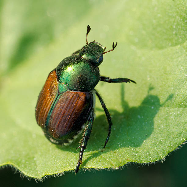 istock Japanese beetle, Popillia japonica 472175653