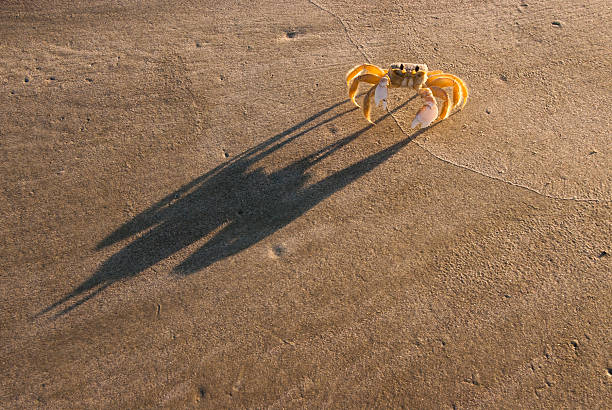 Ghost crab and his shadow stock photo