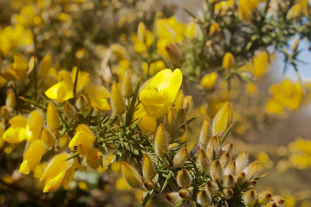 Flowering gorse Flowering gorse furze or gorse ulex europaeus stock pictures, royalty-free photos & images